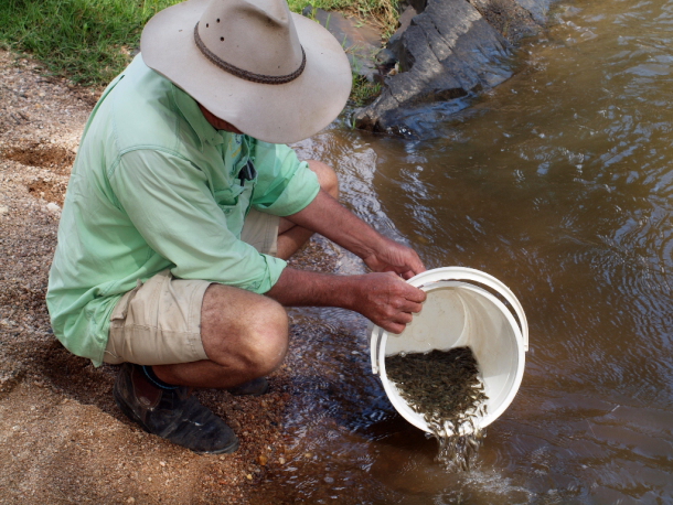 Over 20,000 trout cod were recently released into the Macquarie River at three locations downstream of Bathurst.